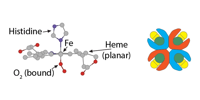 
							
								Illustration of "relaxed" oxyhemoglobin and a large, complex molecule. Histidine, Heme (planar), Fe and O2 (bound) are labeled. 
							
							